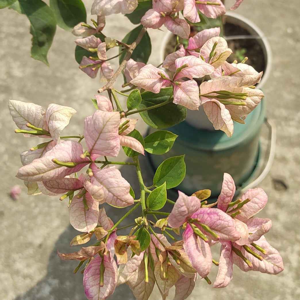 Geisha Bougainvillea flower plant