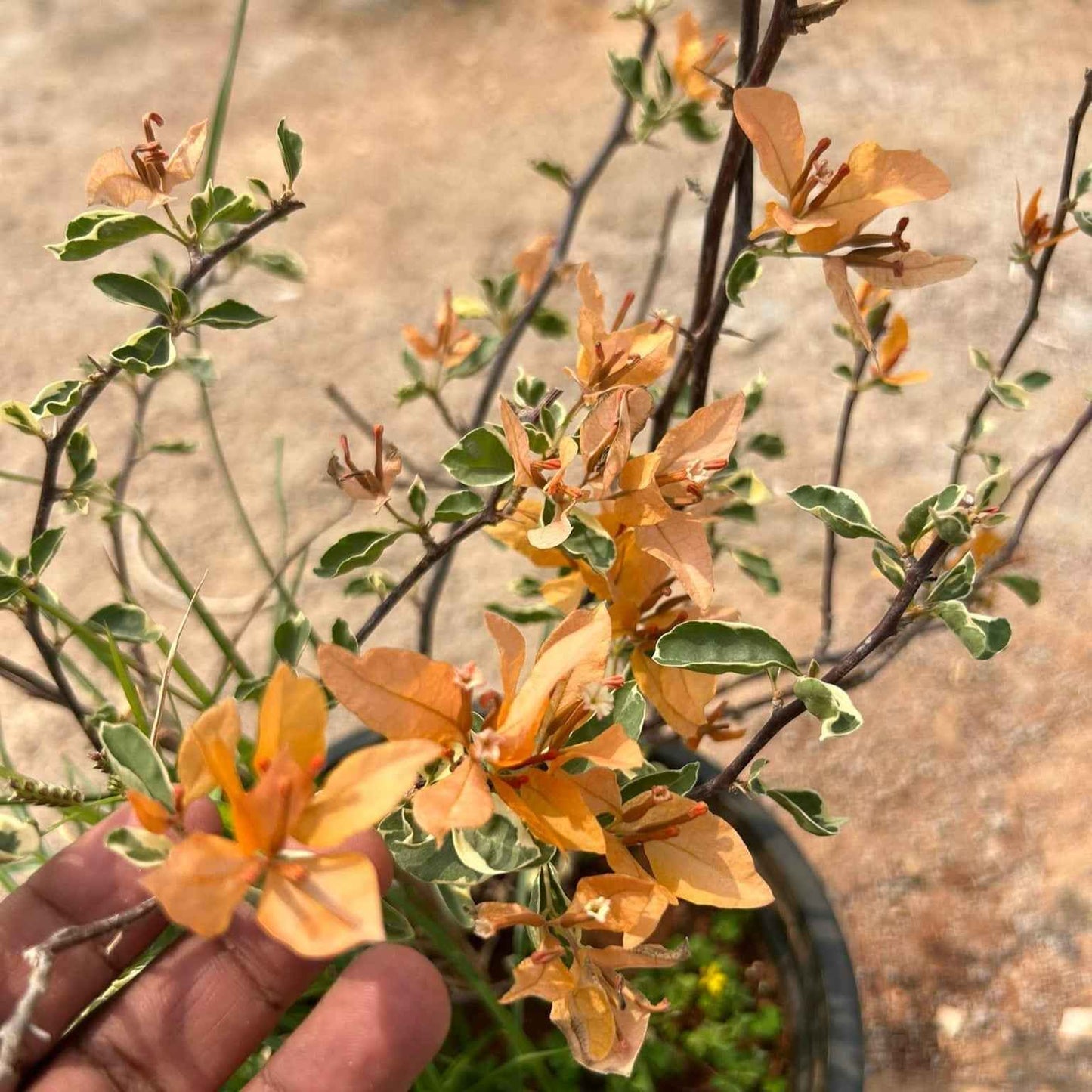 Buterfly Yellow Bougainvillea flower plant