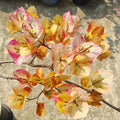 7 Star Bougainvillea flower plant