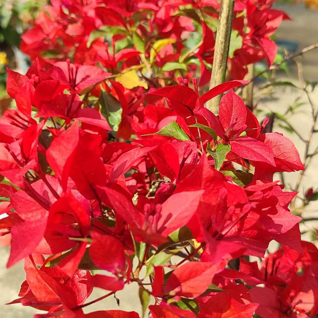 Ruby Red Bougainvillea flower plant