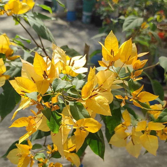 Foxtail Yellow Bougainvillea flower plant