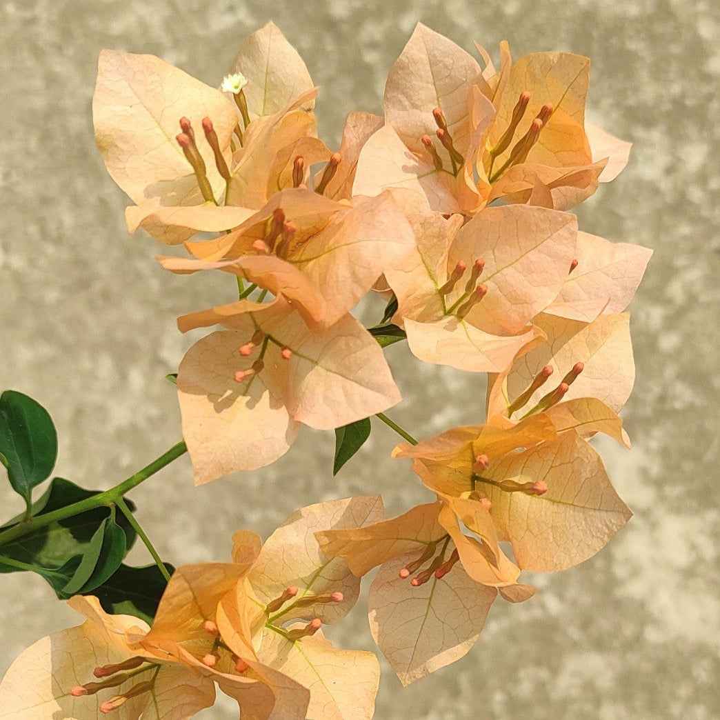 Monalisa Peach Bougainvillea flower plant