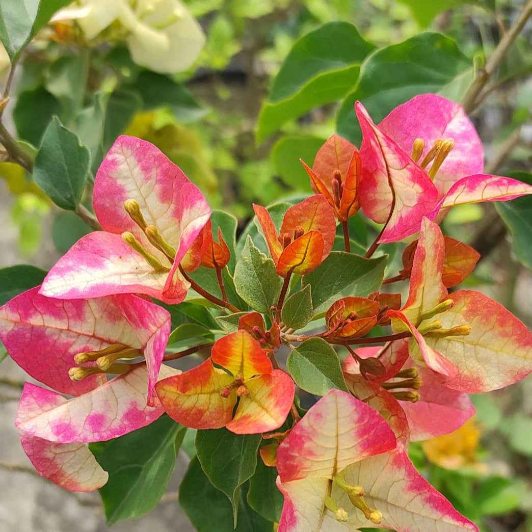 3 Star Bougainvillea flower plant