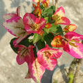 3 Star Bougainvillea flower plant