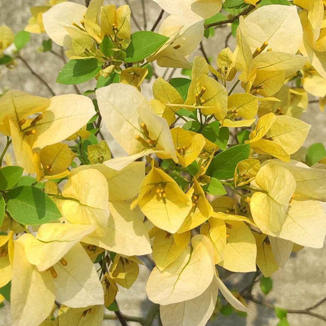 Suvarna Bougainvillea flower plant