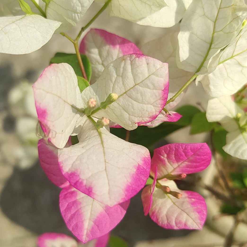 Lipstick Bougainvillea flower plant