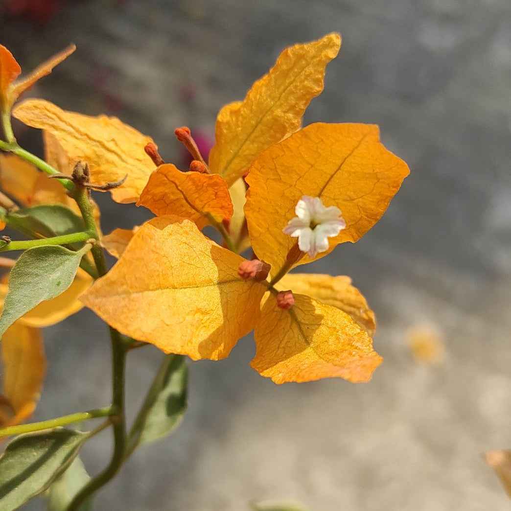Buterfly Yellow Bougainvillea flower plant