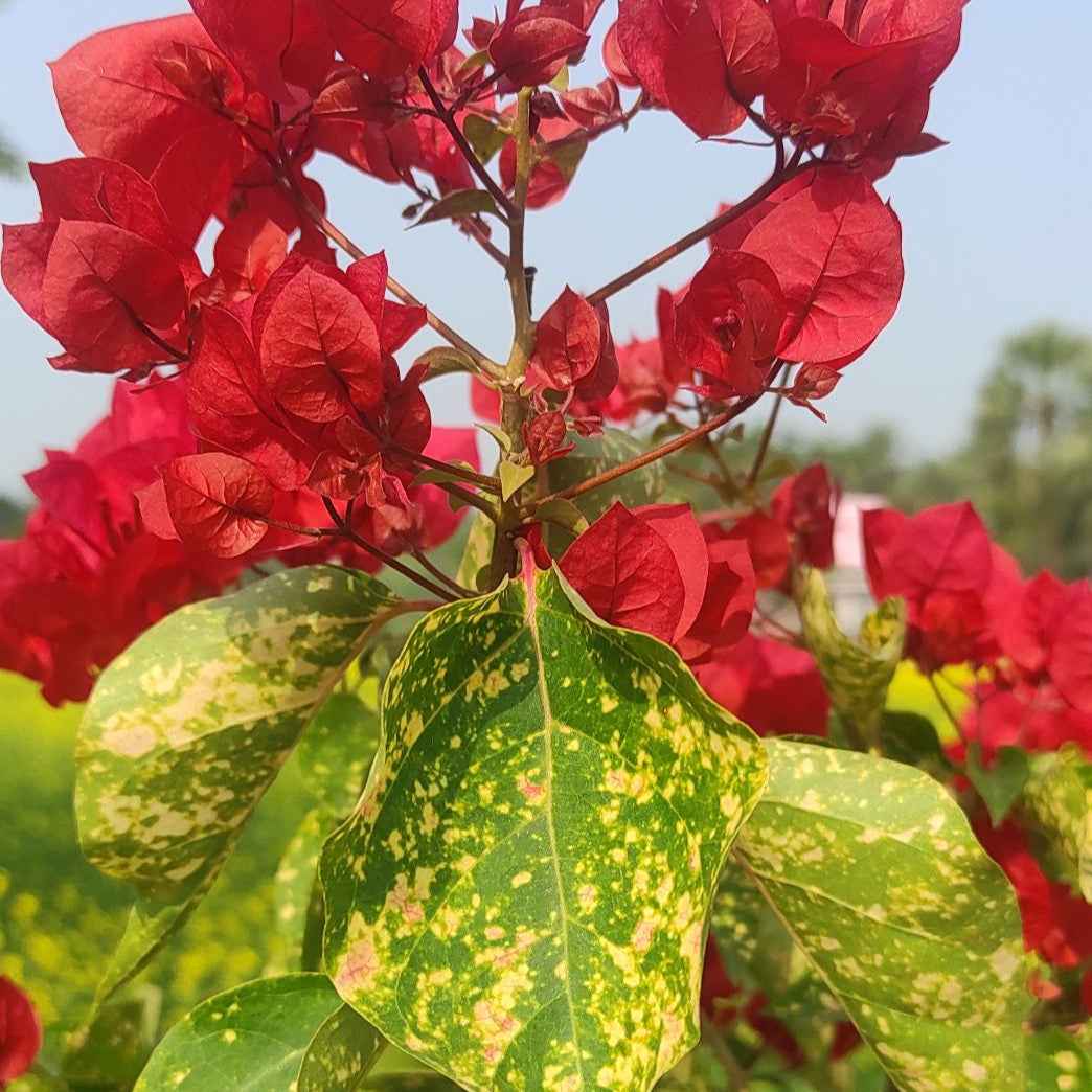 Red Diamond Bougainvillea flower plant