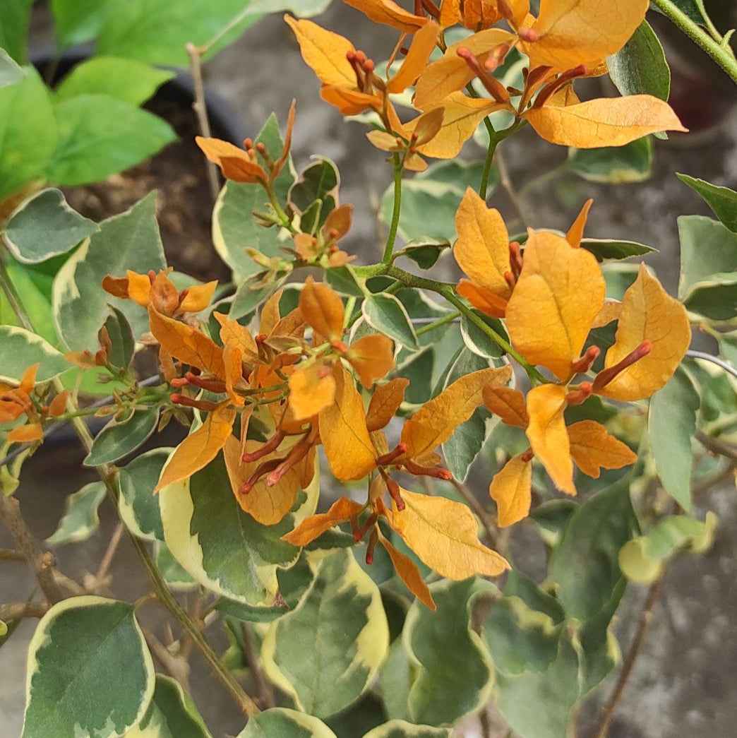 Buterfly Yellow Bougainvillea flower plant