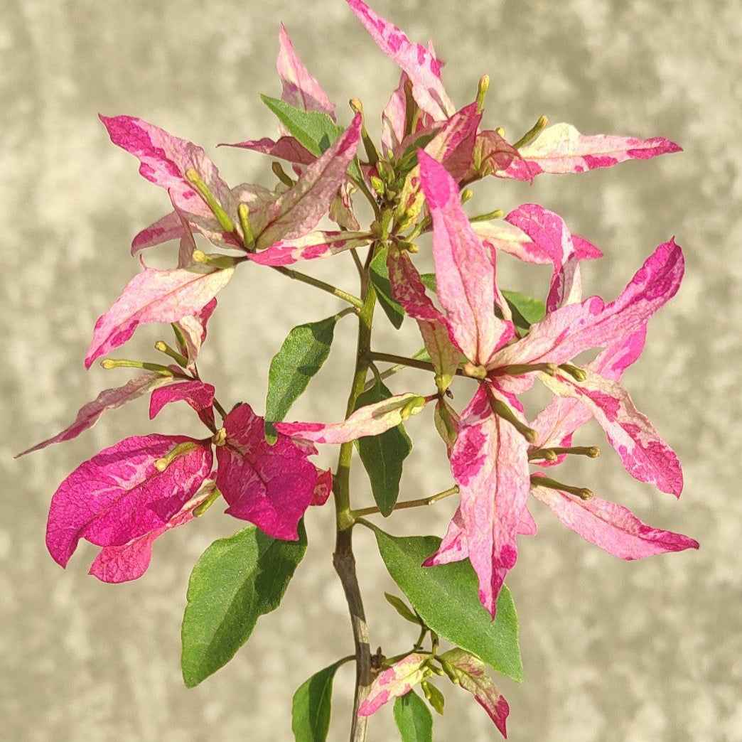 Sexy Ice Bougainvillea flower plant