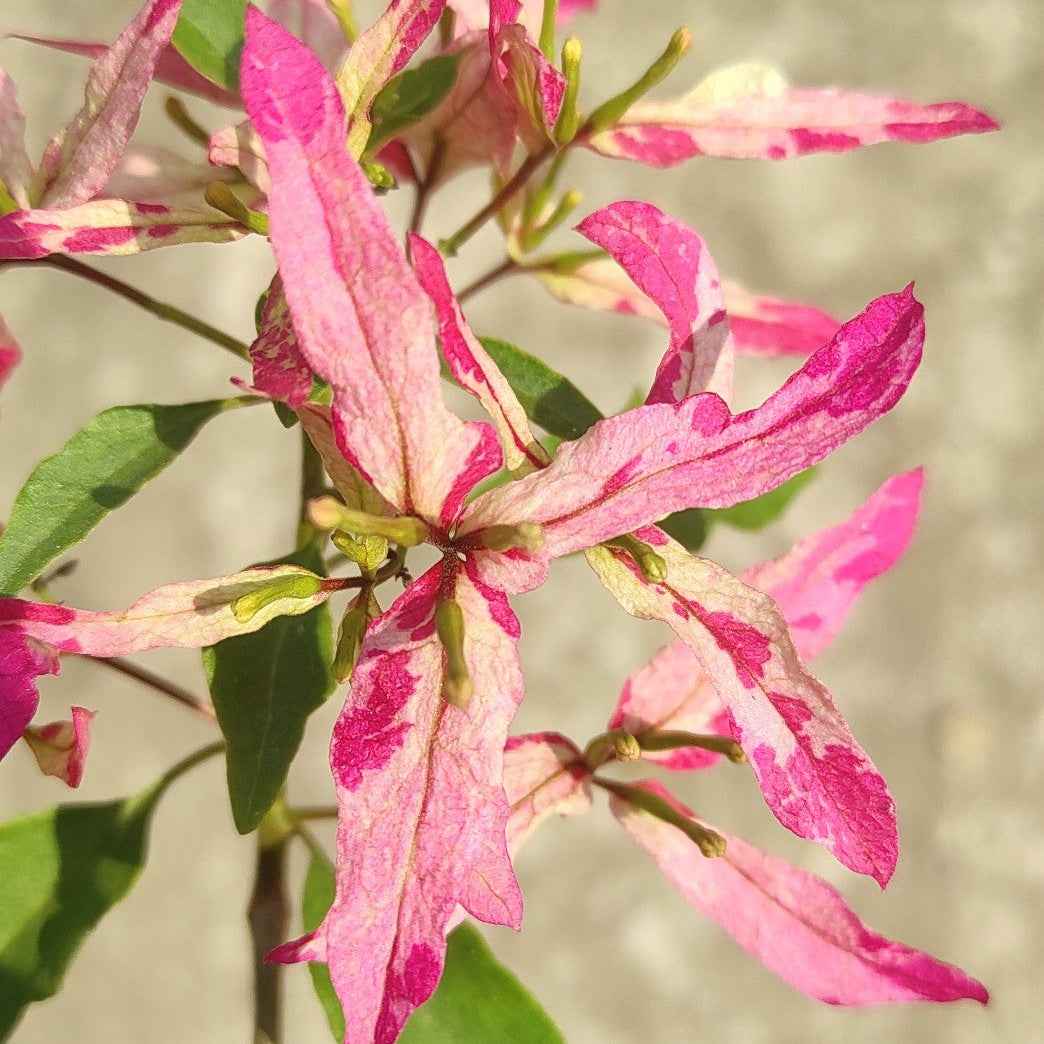 Sexy Ice Bougainvillea flower plant