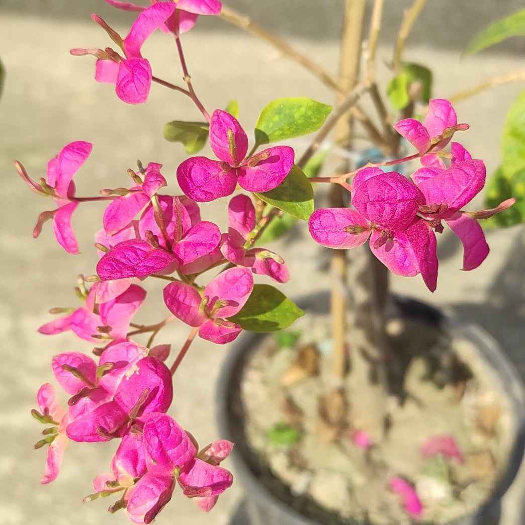 Fatima Pink Bougainvillea flower plant