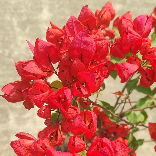 Red Tanglong Bougainvillea flower plant