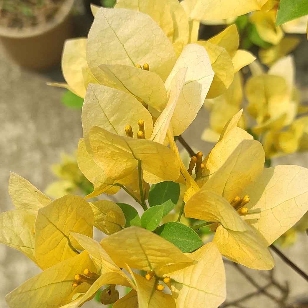 Suvarna Bougainvillea flower plant