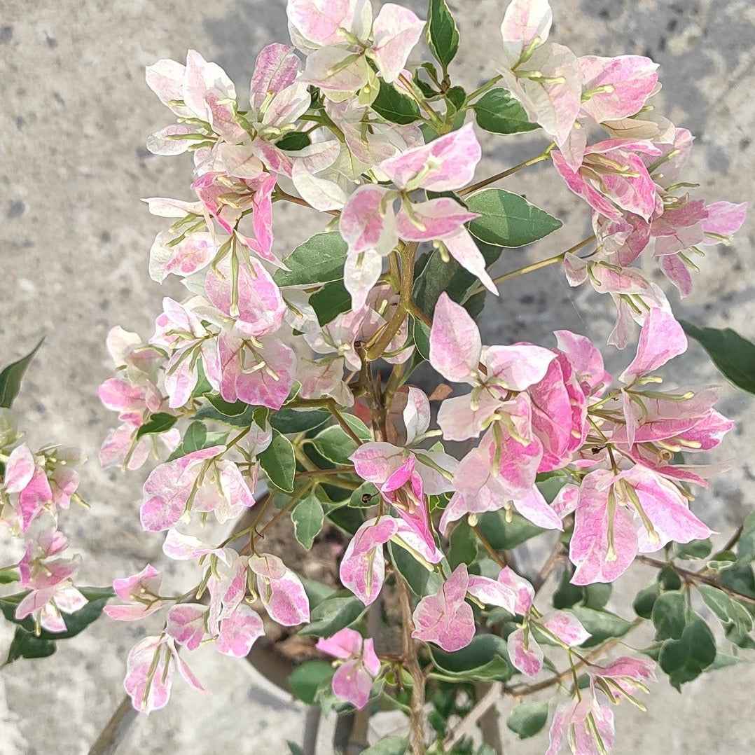 Buterfly Splash Bougainvillea Flower plant