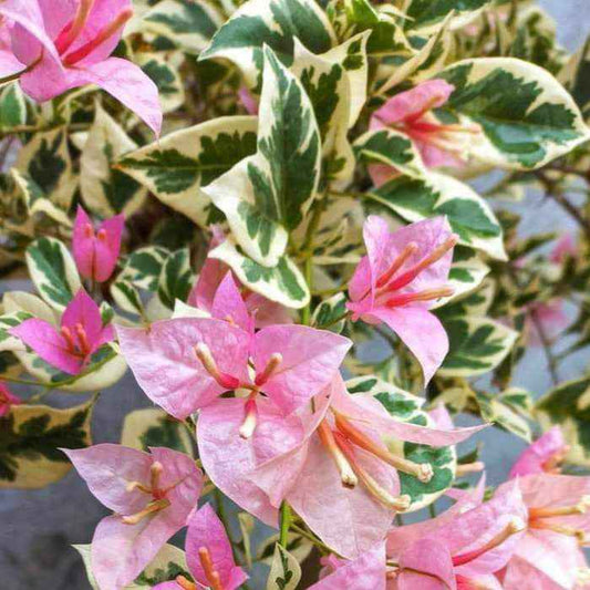 Pink Patch Bougainvillea flower plant