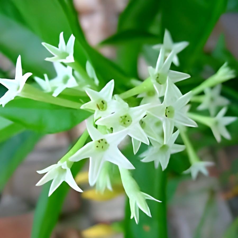 Hasnuhana Flowers Plants - Naturemart.in