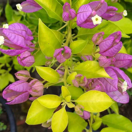 Moonlight Tanglong Bougainvillea flower plant