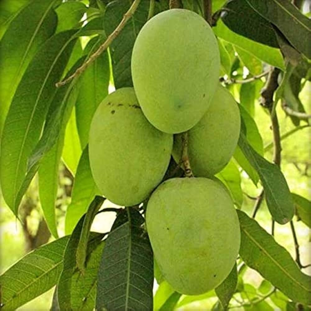 Hybrid Himsagar Mango Fruit Plant - Naturemart.in