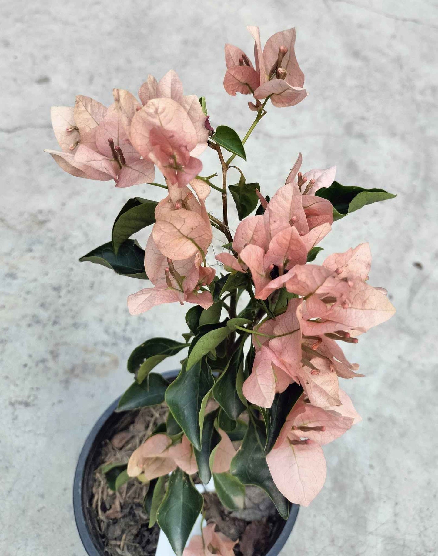 Monalisa Peach Bougainvillea flower plant