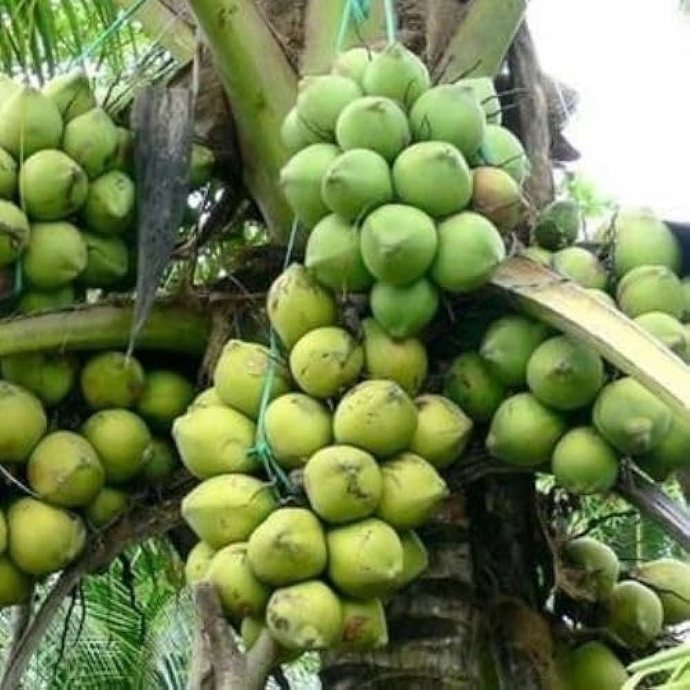 Ganga Bardhan Coconut Fruit Plant - Naturemart.in