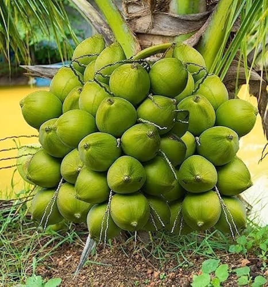 Green Dwarf Coconut Fruit Tree - Naturemart.in