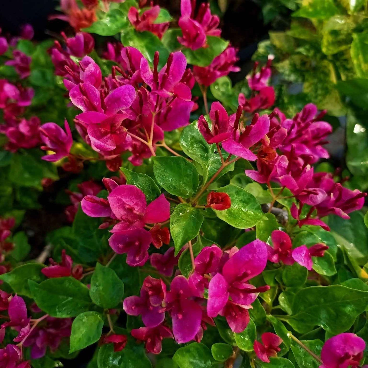 Fatima Pink Bougainvillea flower plant