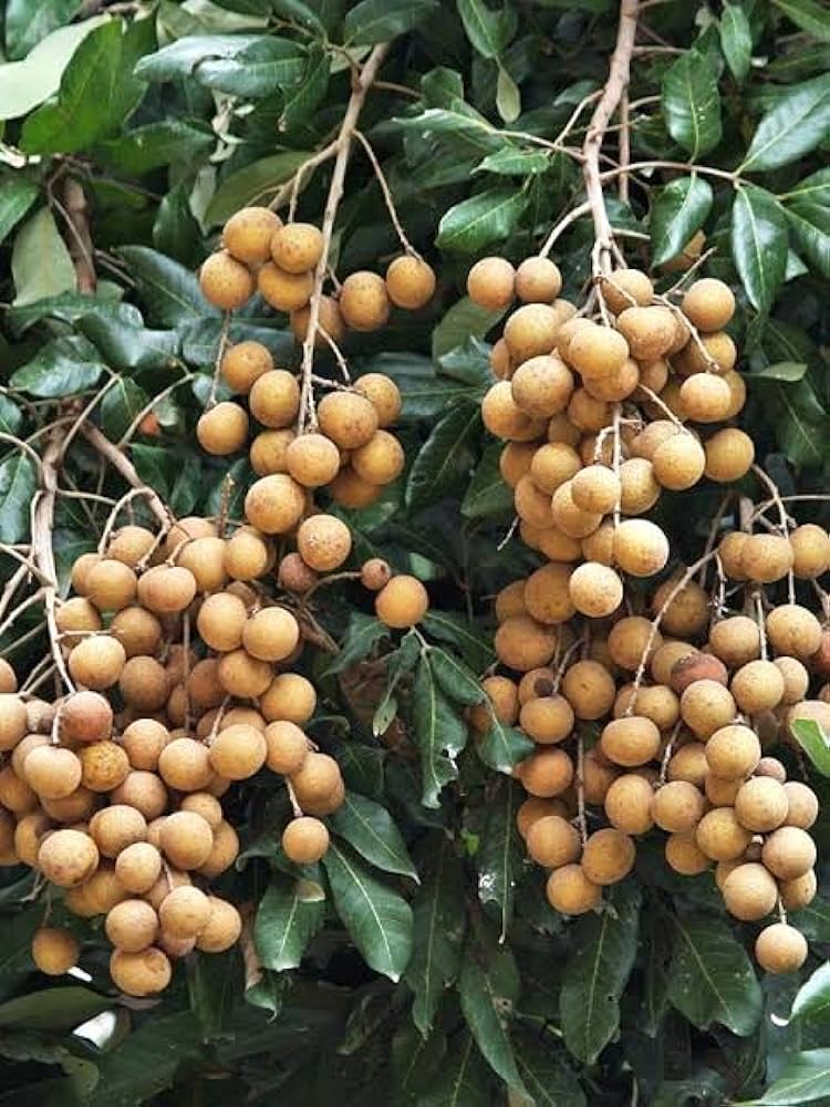 Hybrid Longan fruit Plant- Grafting - Naturemart.in