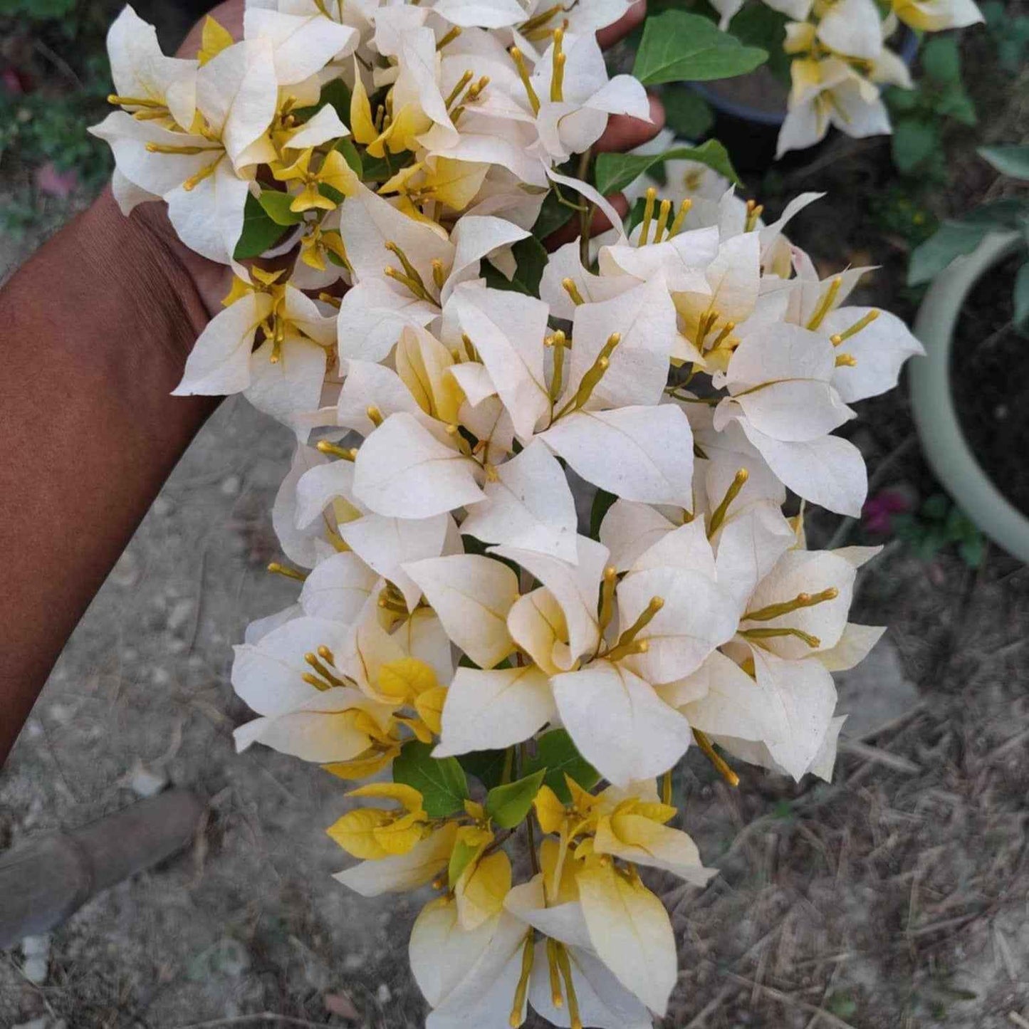 Foxtail Yellow Bougainvillea flower plant