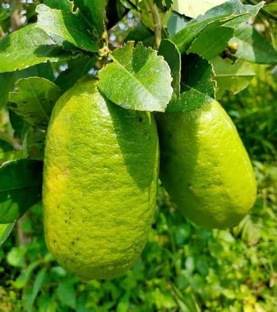 New Gandharaj Lemon Fruit Plant - Naturemart.in