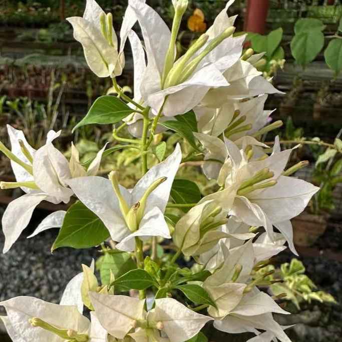 Balaka Bougainvillea flower plant