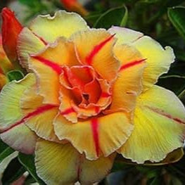 Rose Variety Adenum Flower Plant For Home Garden - Naturemart.in