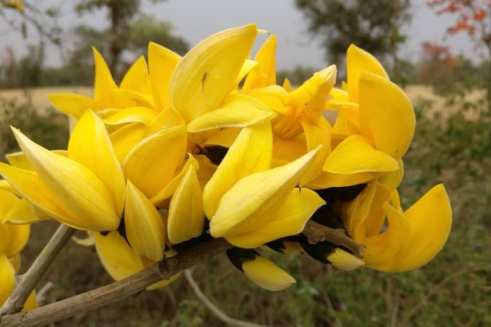 Yellow Palash Grafting Flowers Plant - Naturemart.in