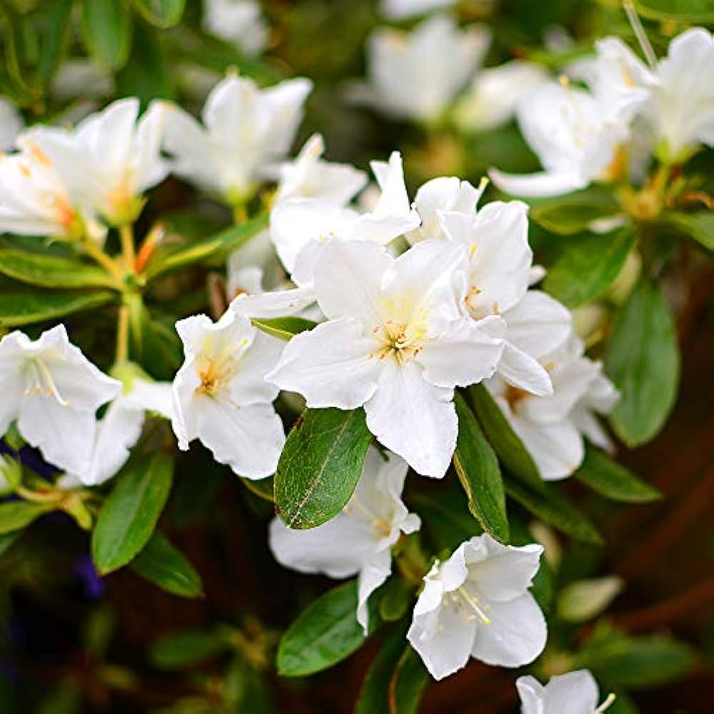 Azalea Flowers Plant(white) For Gardening - Naturemart.in
