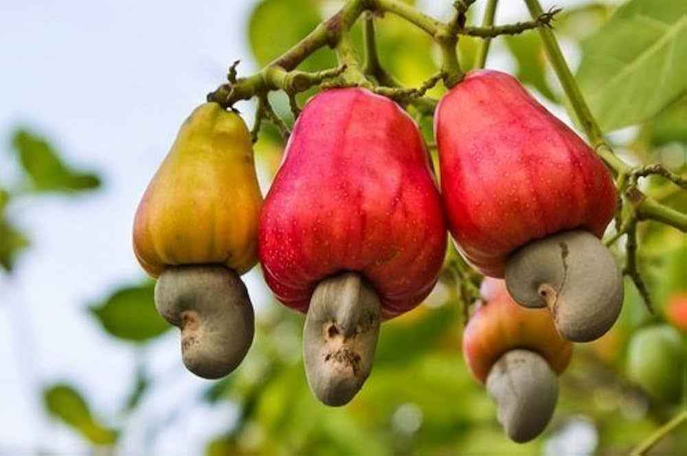 Hybrid Cashew Nut Fruit Plant For Gardening