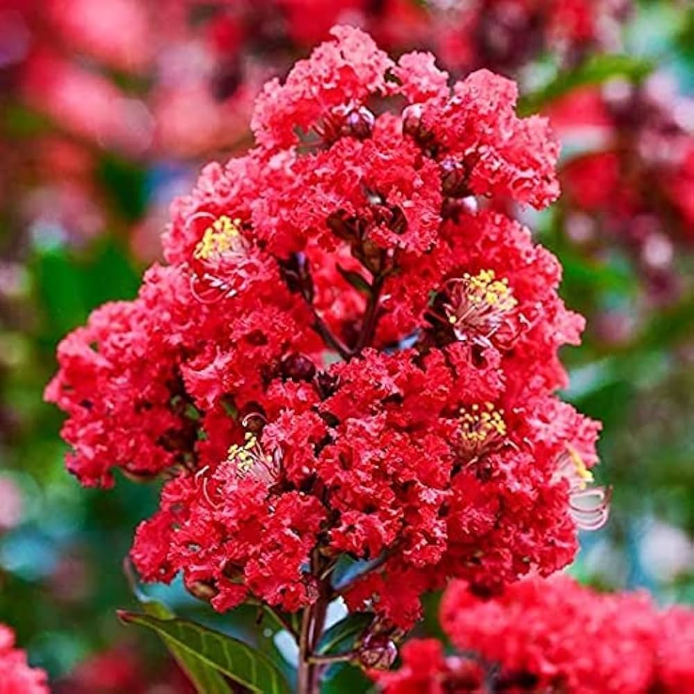 Furush Flower Plant (Red) Colour - Naturemart.in