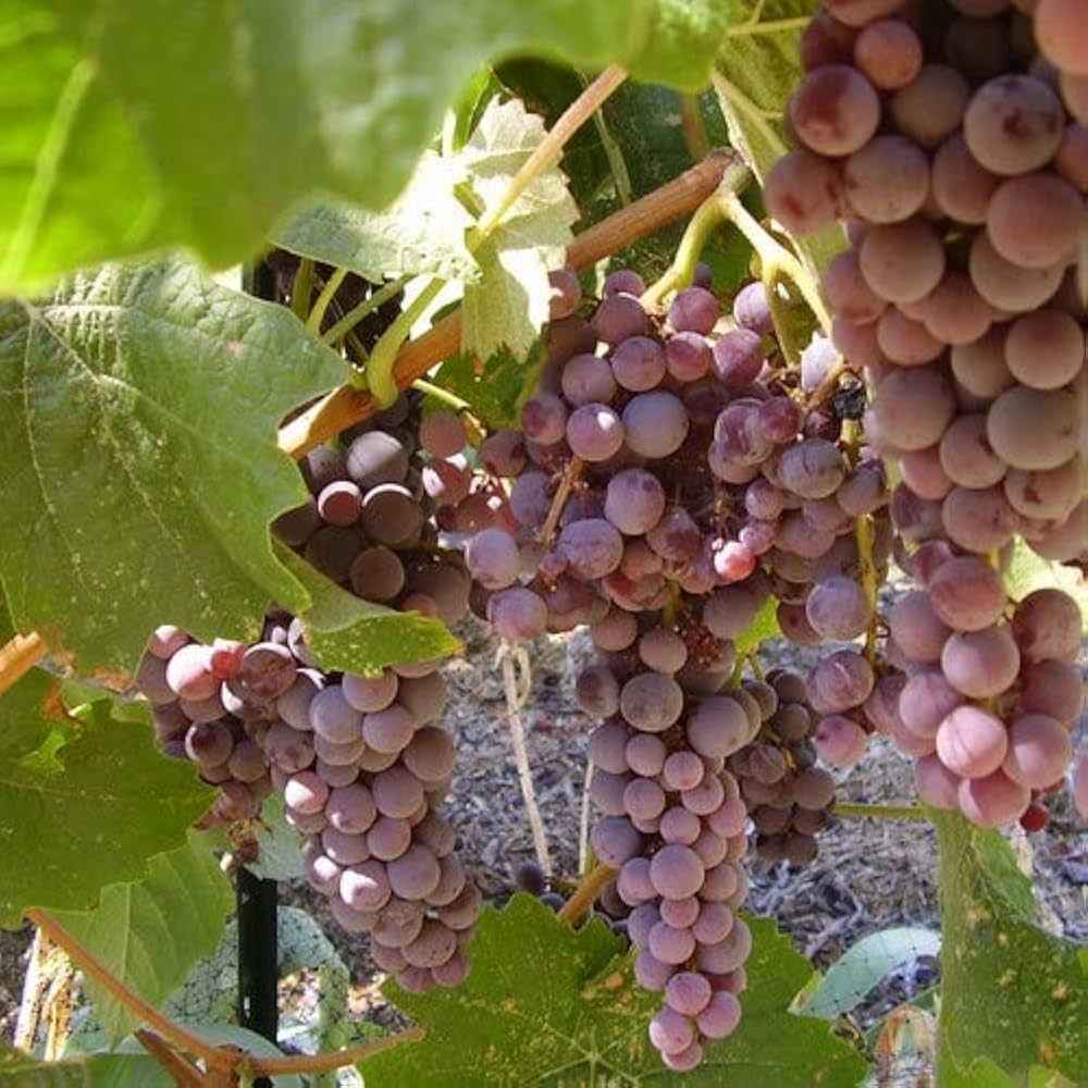 Black Monukka grape vines fruit plant