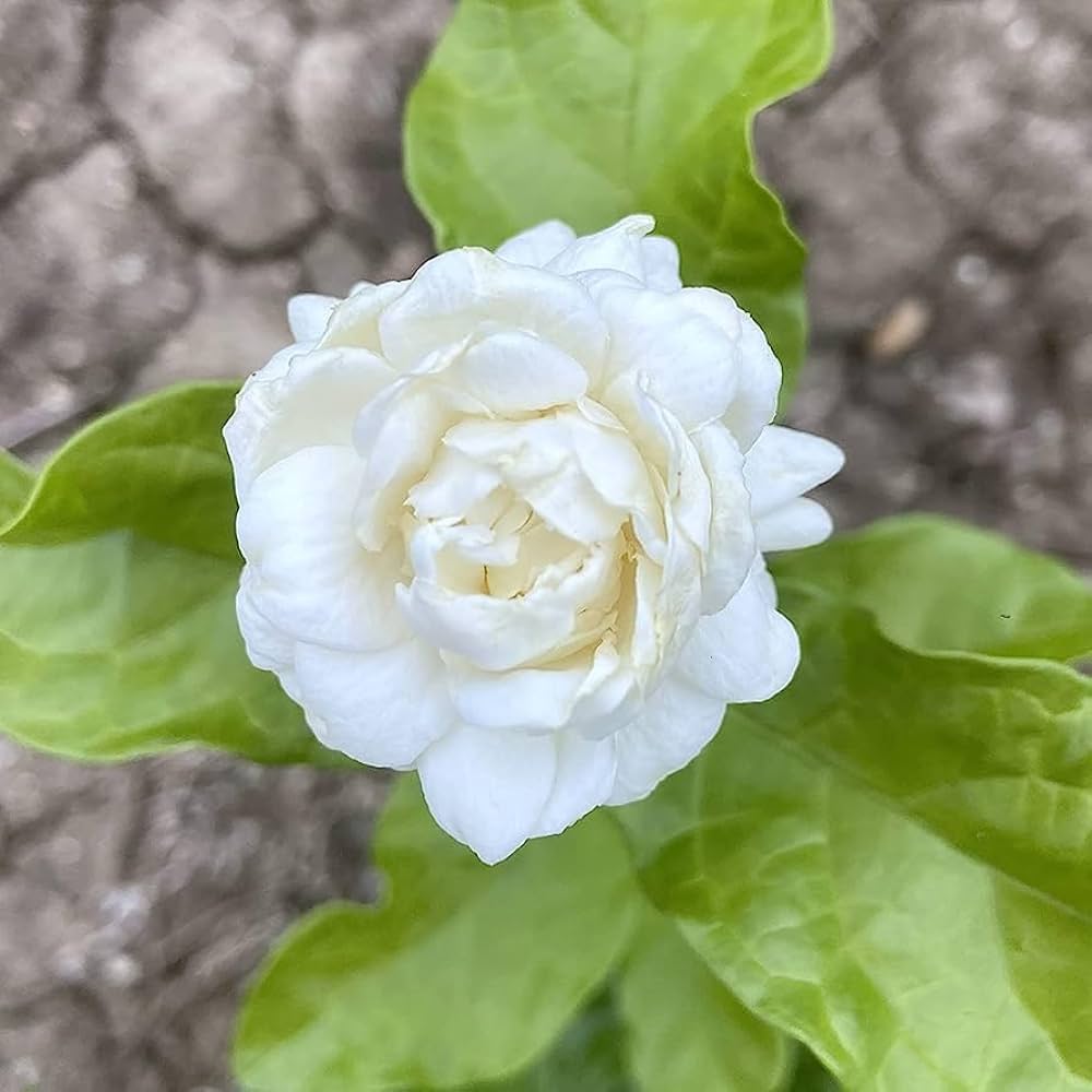 Jasmine Rose Flower -Fragrant Plants - Naturemart.in