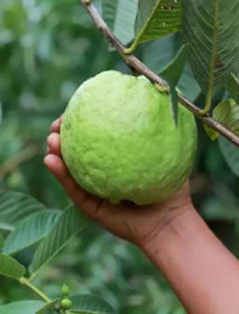 Hybrid Baraipur Guava Fruit Plant - Naturemart.in