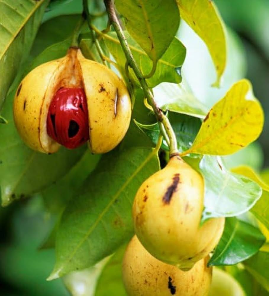 Jayaphal And Jatiphal -Spices Plants - Naturemart.in