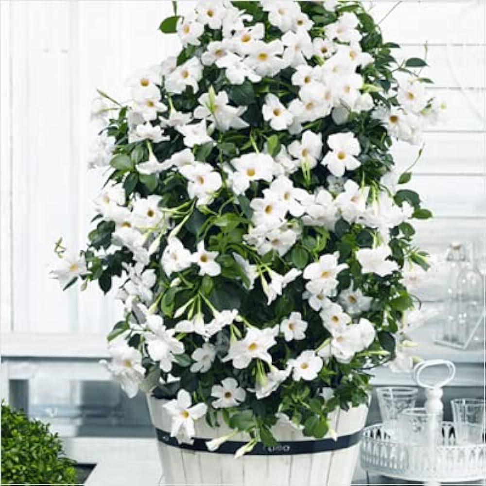 Mandevilla (White)Flowers Plant For Home Garden - Naturemart.in