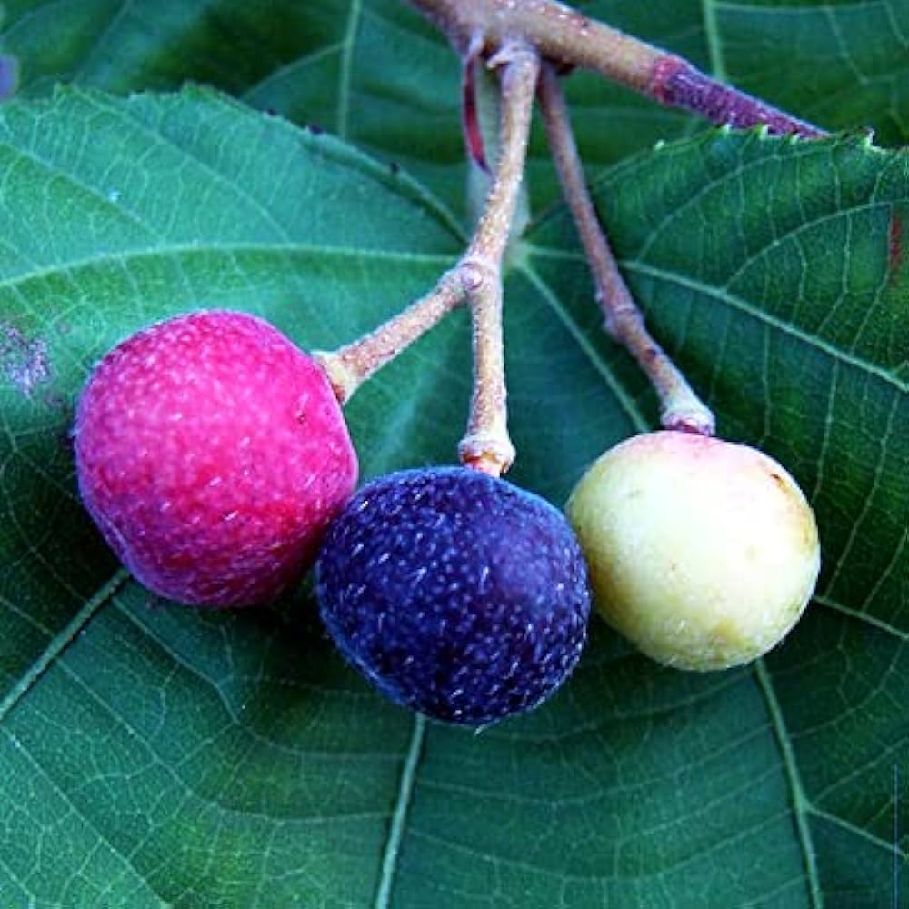 Falsa Fruit Plant For Gardening - Naturemart.in