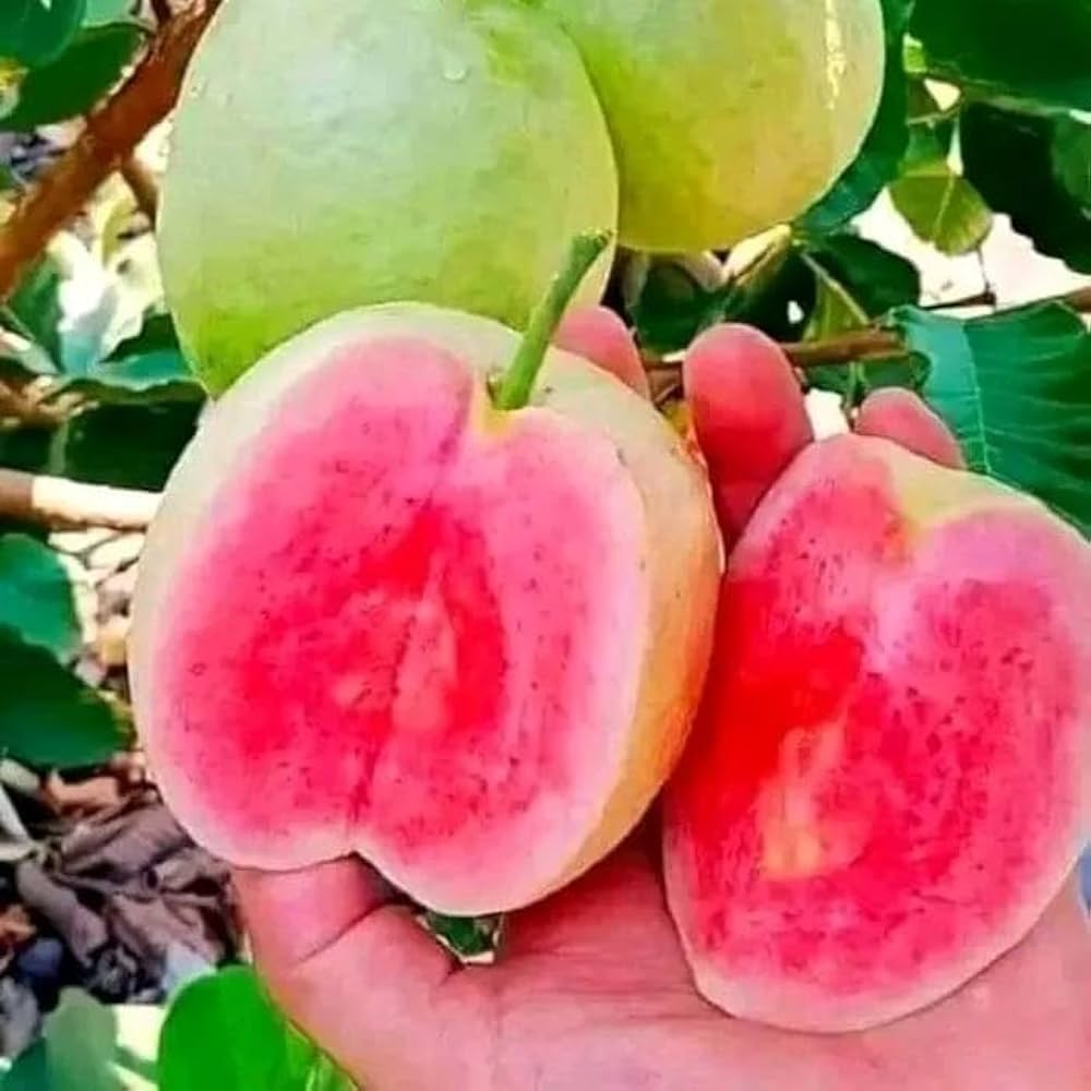 Red Dimond Guava Fruit Plant - Naturemart.in