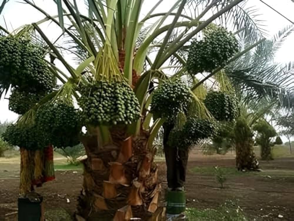 Dwarf Arabian Date Plant - Naturemart.in