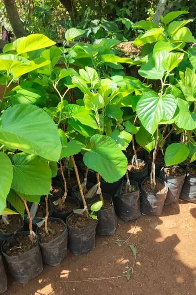 Long Mall Berry Grafting Plant - Naturemart.in