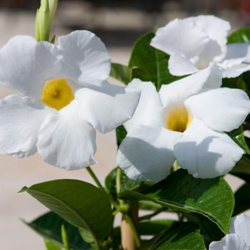 Mandevilla (White)Flowers Plant For Home Garden - Naturemart.in