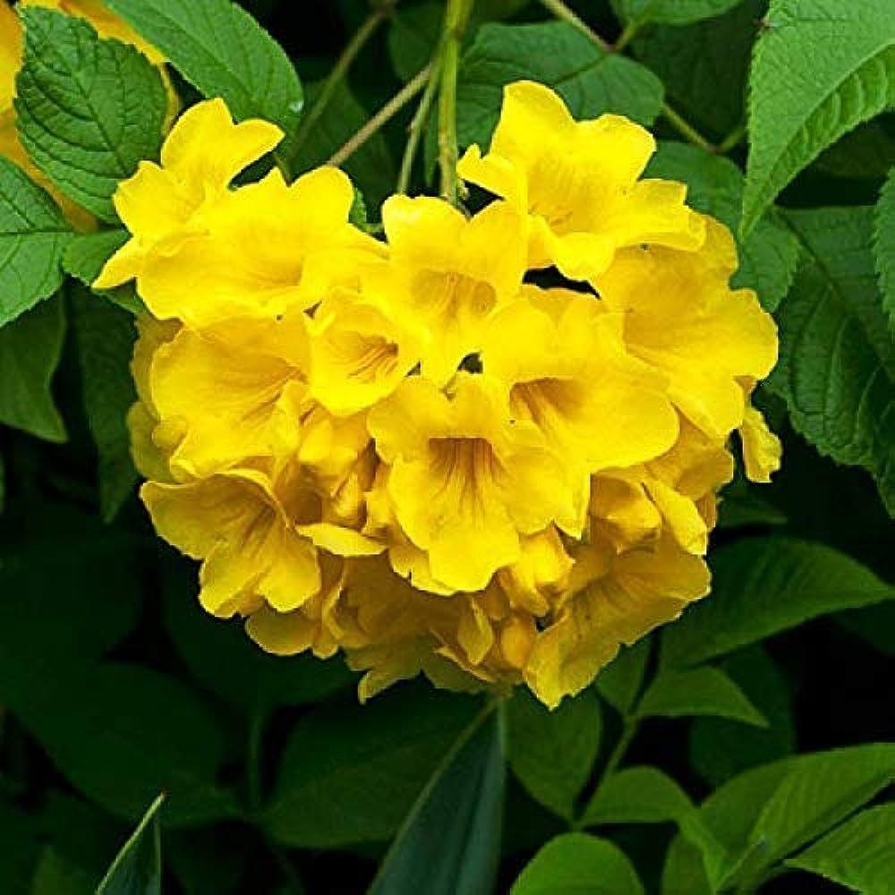 Tecoma-Yellow-Vine Flower Plant - Naturemart.in