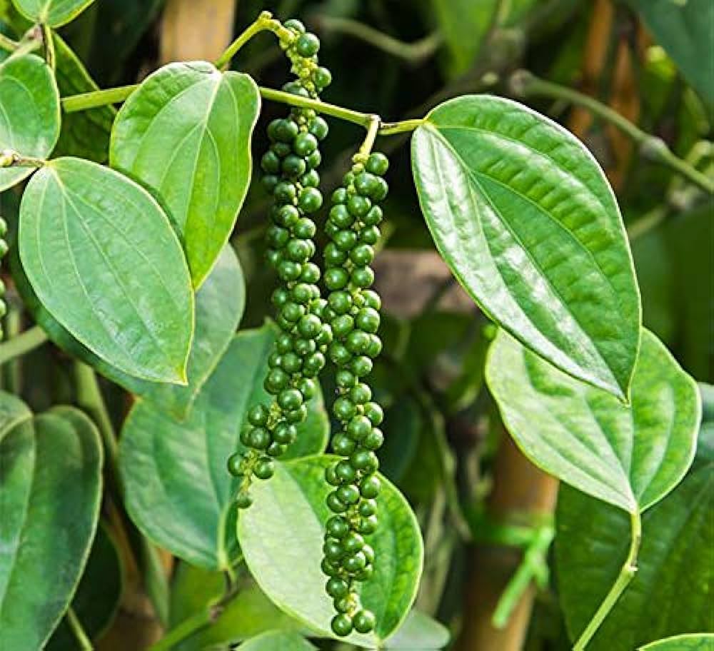 Black Paper Plant For Gardening - Naturemart.in