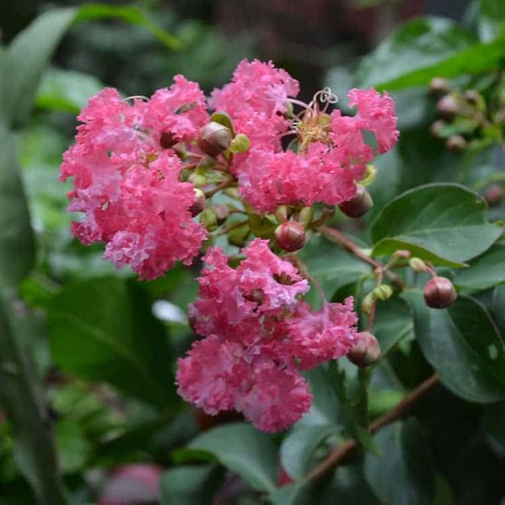 Furush Flowers Plant (Pink Colour) - Naturemart.in