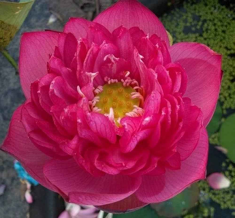 Rare Kaveri Lotus Flower tuber